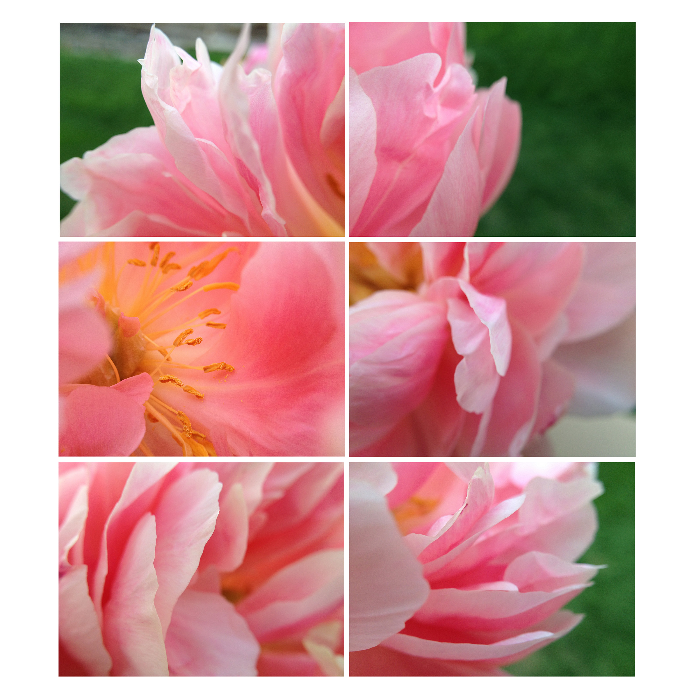 Peony collage